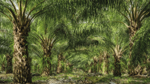 EcoPalma Petén